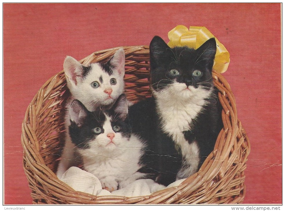 Almanach Des PTT/Avec Dossier Central/Les Petits Chats /Jeunes Chiens / Seine/ 1968     CAL183 - Big : 1941-60