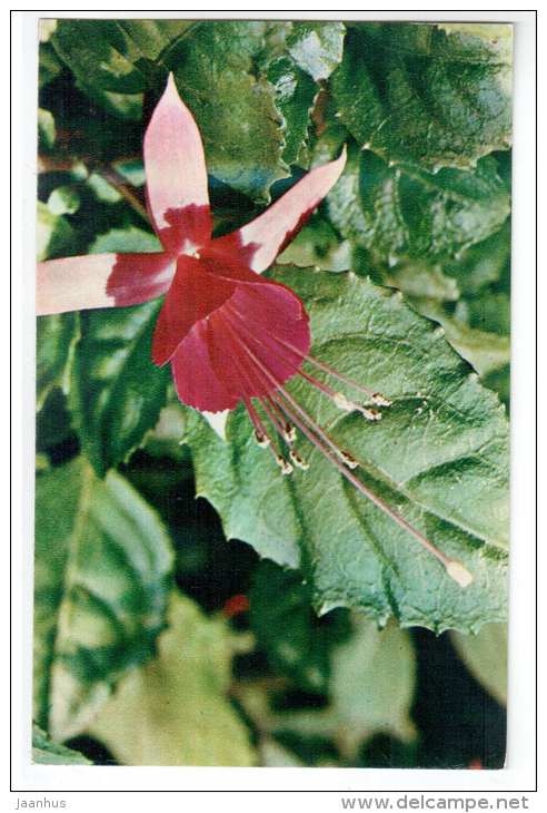 Fuchsia Hybrida - Decorative House Plants - Flowers - 1974 - Russia USSR - Unused - Other & Unclassified