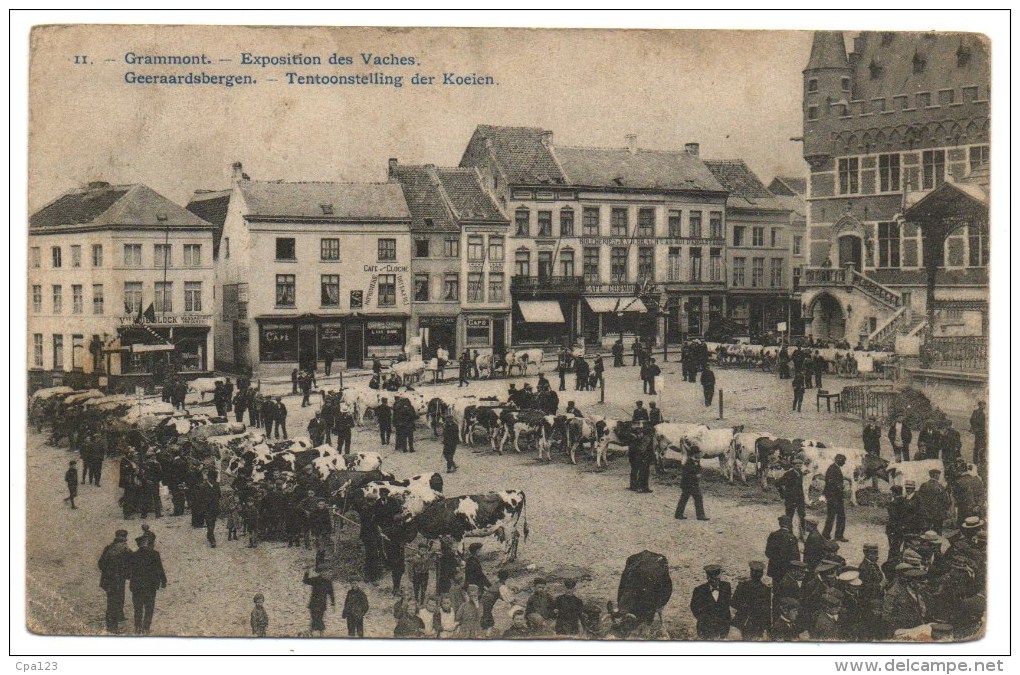 Geraardsbergen Grammont Tentoonstelling Der Koeien - Veemarkt 1909 - Geraardsbergen