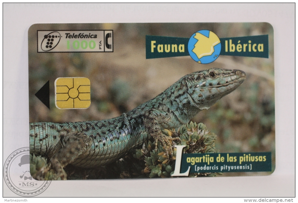 Spanish Collectible  Phone Card Telefonica: Lagartija De Las Pitiusas (Podarcis Pityusensis)/ Ibiza Wall Lizard - Otros & Sin Clasificación