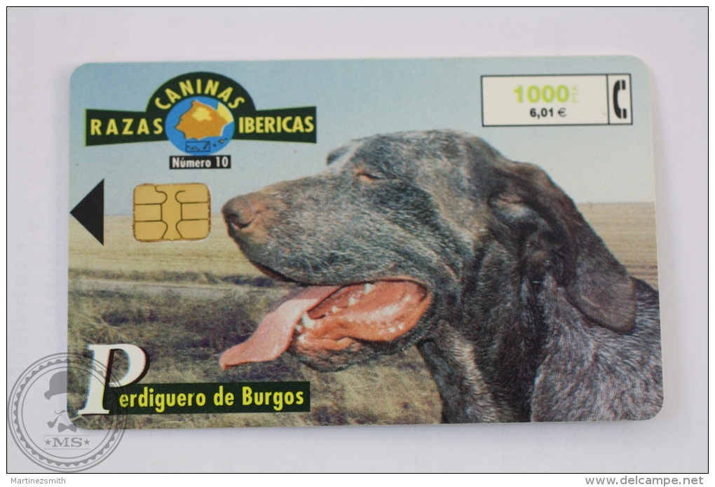 Spanish Collectible  Phone Card Telefonica: Razas Caninas Ibericas: Perdiguero De Burgos/ Burgos Pointer - Perros