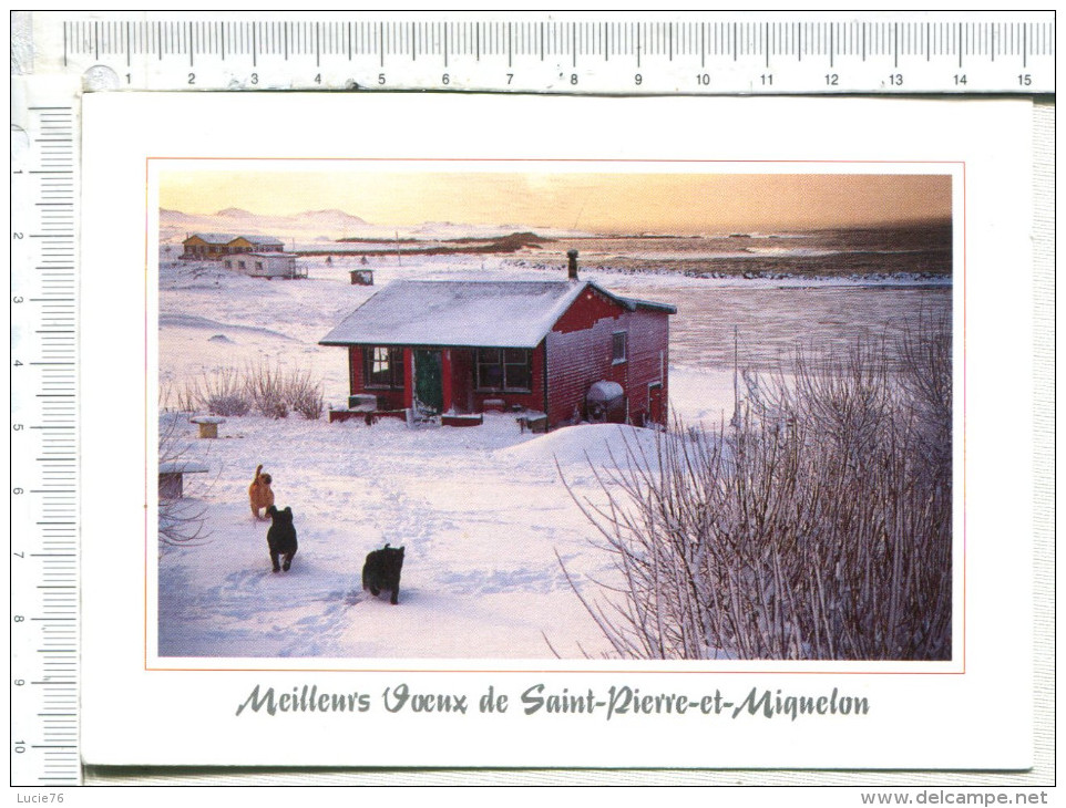 ARCHIPEL  De  SAINT PIERRE  Et  MIQUELON  -  Balade Hivernale  - - Saint-Pierre-et-Miquelon