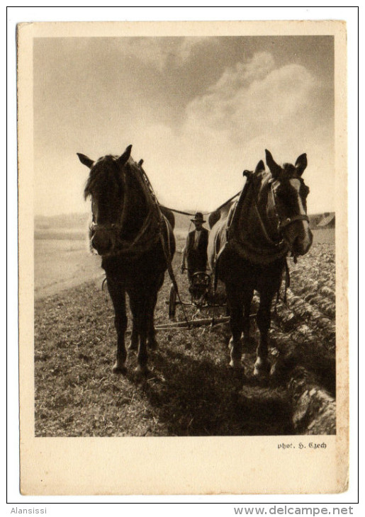 Vieux Labours  Vers 1920 - Chevaux