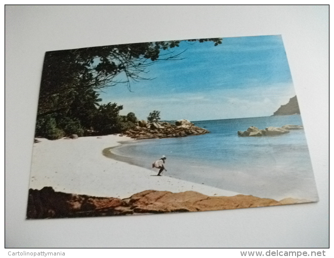 STORIA POSTALE FRANCOBOLLO COMMEMORATIVO  Farfalle Seychelles Beach At Praslin - Seychelles