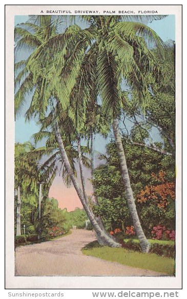 A Beautiful Driveway Palm Beach Florida - Palm Beach