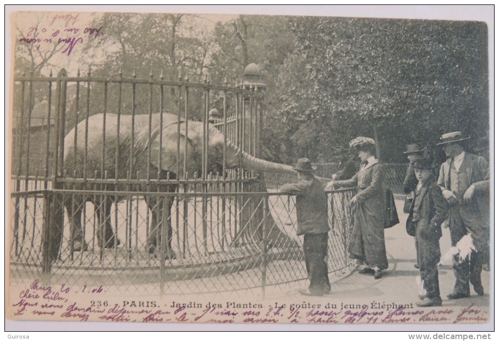 Paris - Jardin Des Plantes  &ndash;   Le Goûter Du Jeune éléphant  - 1904  /  Zoo - Éléphants