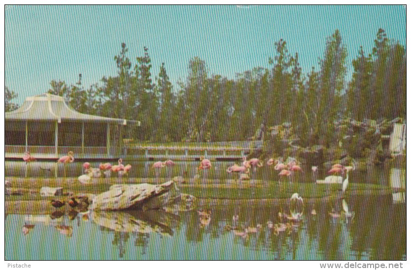 Los Angeles California - Flamingo Island - Birds - Busch Gardens - 2 Scans - Los Angeles