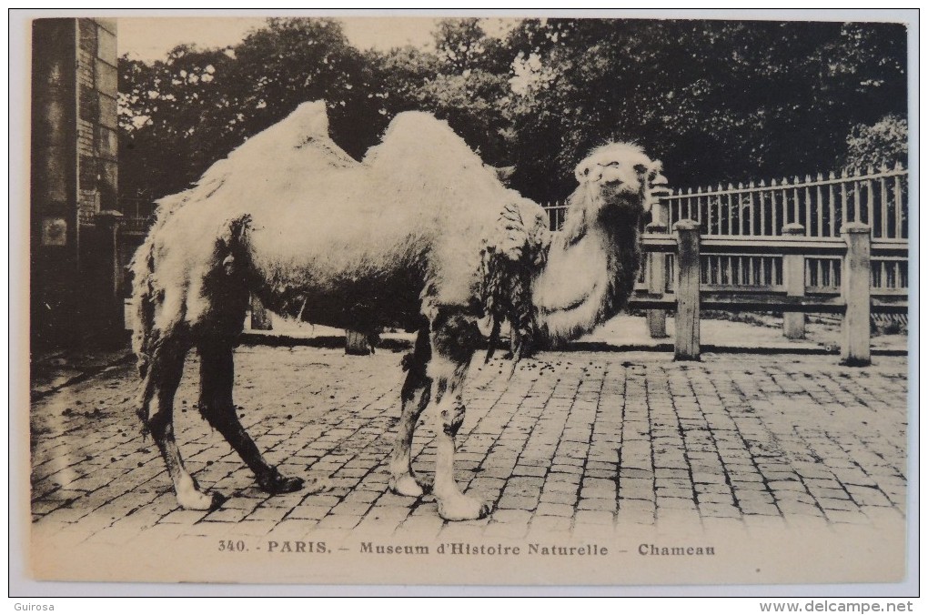 Muséum D’Histoire Naturelle :  Chameau  –  Paris Jardin Des Plantes  Zoo - Parcs, Jardins