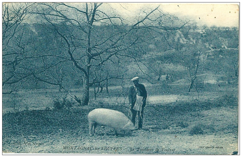 MONTAGNAC-les-TRUFFES : Le Fouilleur De Truffes - Cochon - Other & Unclassified