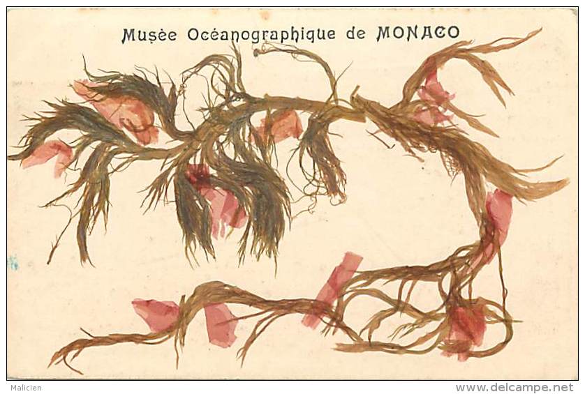 Depts Divers -  Ref M 831 -  Monaco - Musee Oceanographique - Algues Sechees Veritables - Carte Bon Etat - - Musée Océanographique