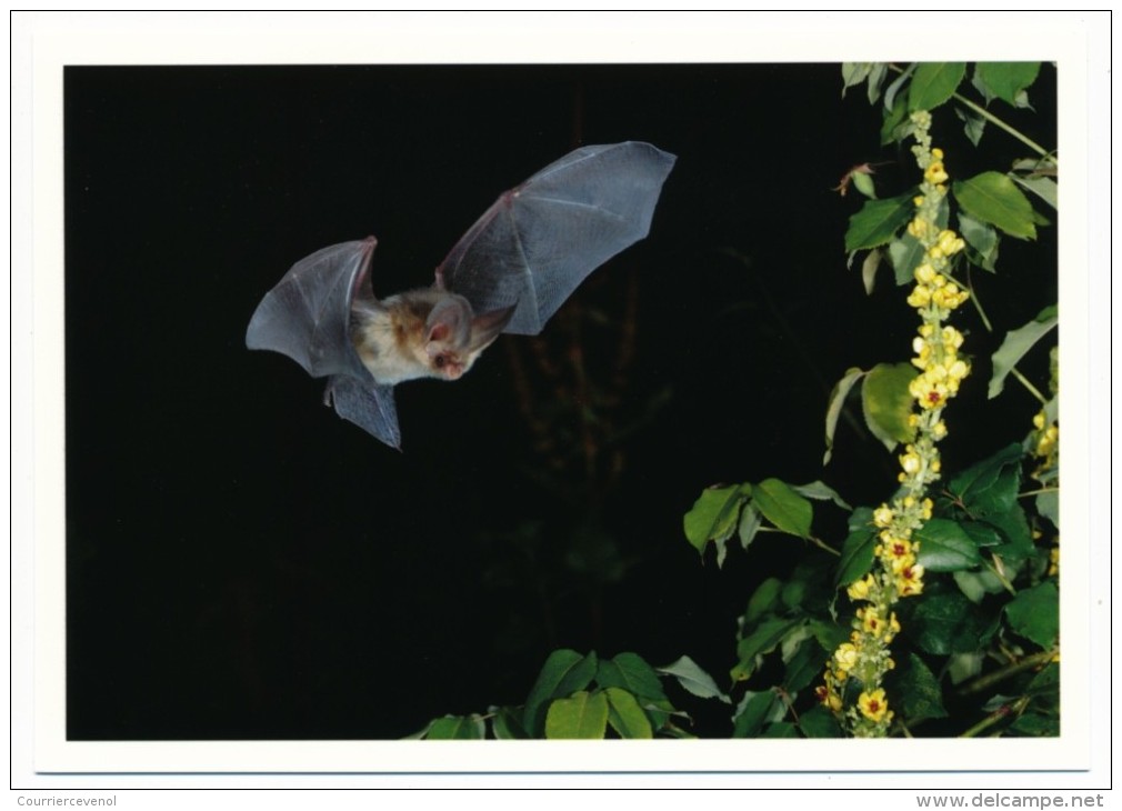 SUISSE - Bloc-Feuillet "Plecotus Auritus" Sur CP - Zürich 2012 + Carte Postale Vierge Concordante. - Bats