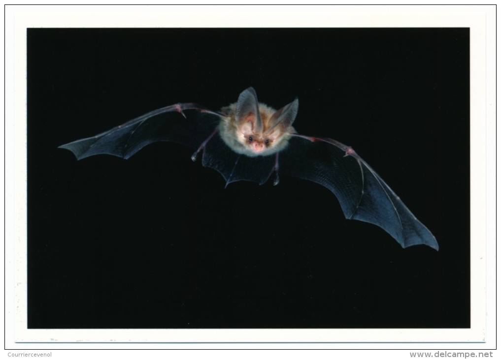 SUISSE - Bloc-Feuillet "Plecotus Auritus" Sur CP - Zürich 2012 + Carte Postale Vierge Concordante. - Chauve-souris