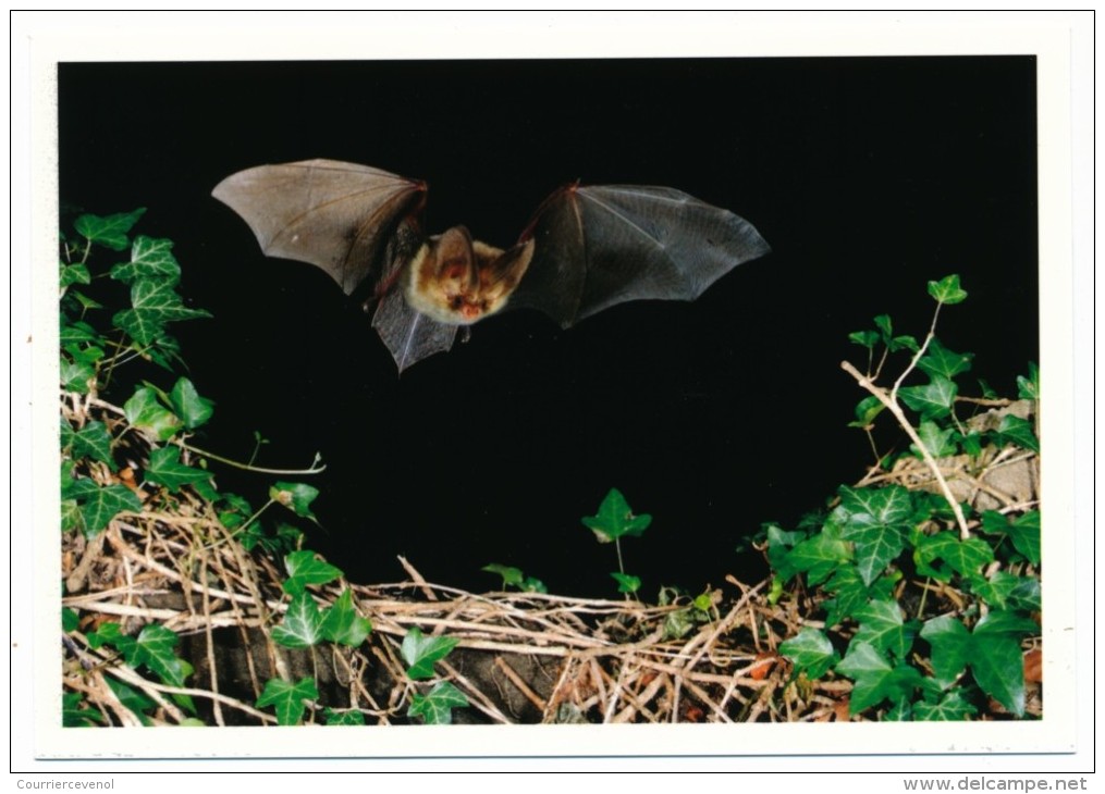 SUISSE - Bloc-Feuillet "Plecotus Auritus" Sur CP - Zürich 2012 + Carte Postale Vierge Concordante. - Bats