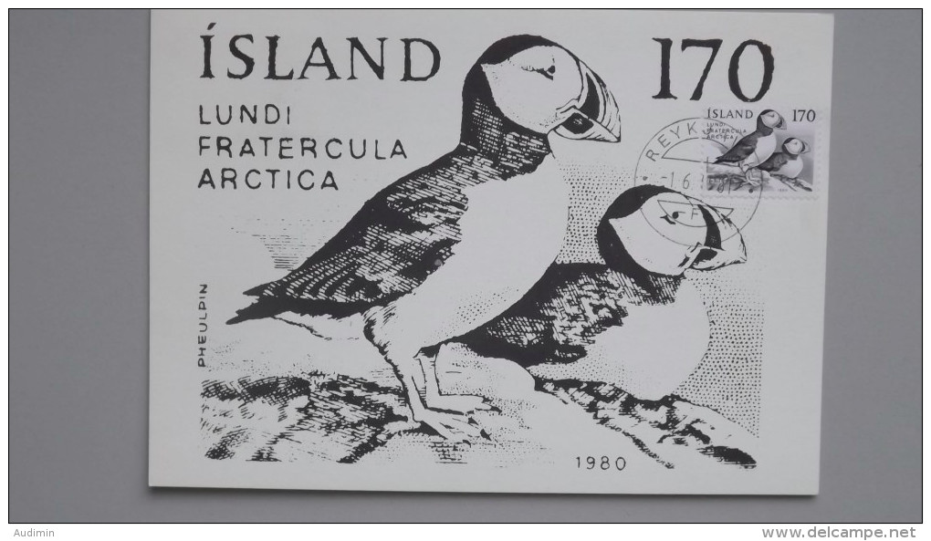 Island 559 YT 512 FA 596 Maximumkarte MK/MC, TS Reykiavik 1.6.1981, Papageitaucher (Fratercula Arctica) - Cartes-maximum