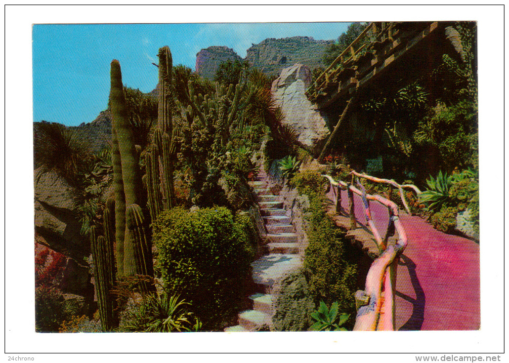 Monaco: Jardin Exotique, Cactus (14-1768) - Exotische Tuin