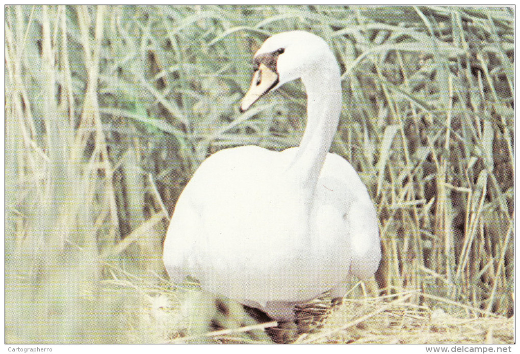 Bird From Danube Delta Postcard, Oiseaux - Lebada De Vara, Swan, Cygne 25 - Birds