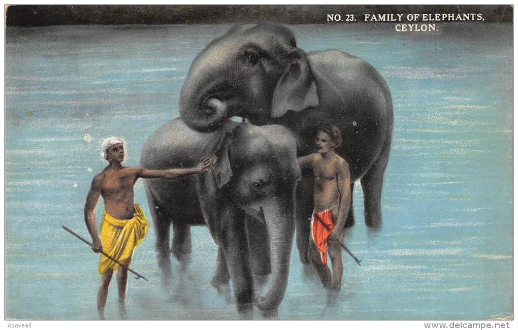 Sri Lanka  Ceylon    Family Of Elephants Being  Washed  In River - Éléphants