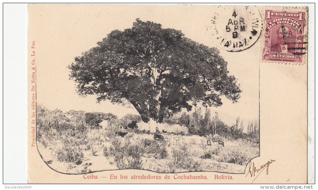 B81704 Ceiba En Los Alrededores De Cochabama Bolivia Front/back Image - Bolivië