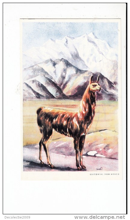 B81707  Llama Enchanting An Undiscovered Come To Bolivia Front/back Image - Bolivie