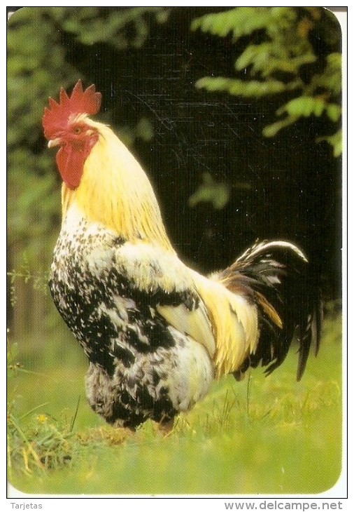 CALENDARIO DEL AÑO 2007 DE UN GALLO (COQ) (CALENDRIER-CALENDAR) - Small : 2001-...