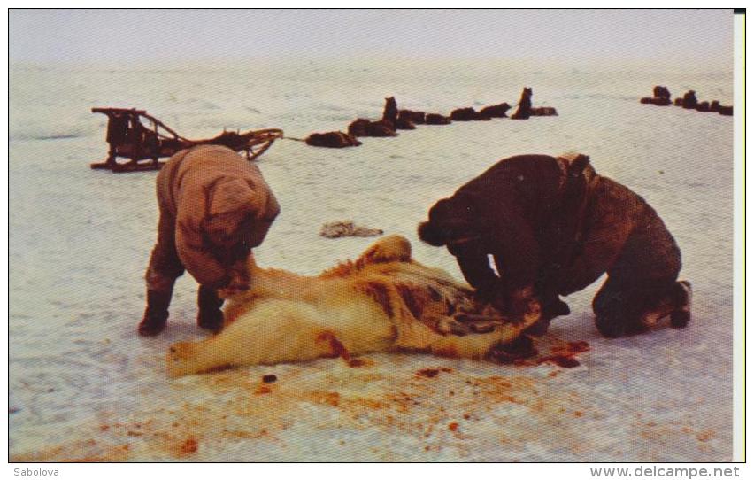 Alaska Eskimos Skinning A Polar Bear In The Artic Eskimo Dépeçant Un Ours Blanc - Altri & Non Classificati