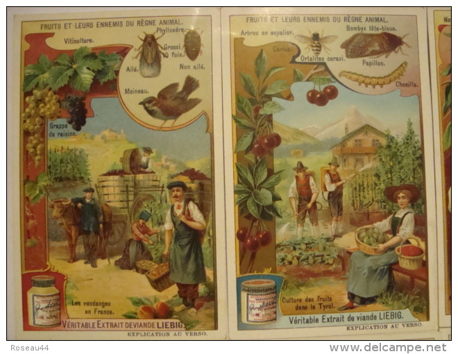 Liebig - Série De 6 Chromos Comme Neufs - S931 - Fruits Et Leurs Ennemis Du Règne Animal - 1908 - (lot 137) - Liebig