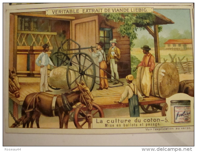 Liebig - Série De 6 Chromos Comme Neufs - S952 - La Culture Du Coton - 1909 - (lot 146) - Liebig