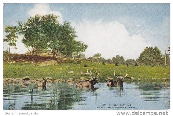 NY New York City Zoological Park Elk Bathing - Bronx