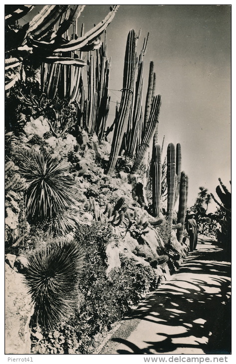 MONACO - Le Jardin Exotique - Groupe De Cereus Colonaires Et De Cereus Nains, Agaves Et Crassulas Divers (animation) - Jardin Exotique