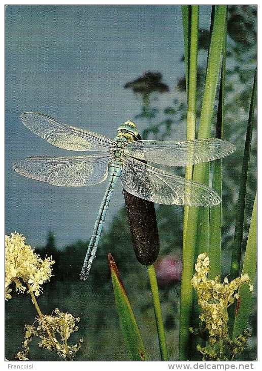 Libellule Bleue. Calopteryx. - Insects