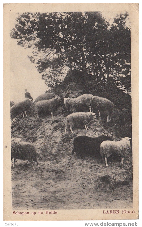 Pays-Bas /  Laren / Schapen Of De Heide / Elevage Moutons - Laren (NH)