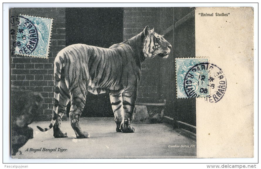 CPA A ROYAL BENGAL TIGER - ANIMAL STUDIES - Tiger