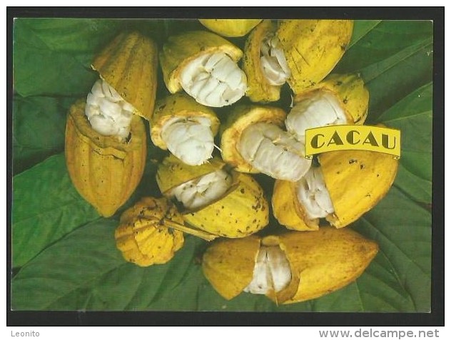 CACAU Kakao Cacao Cacoa Fruto E Amêndoas Ilheus Bahia Brasil 1996 - Porto Alegre