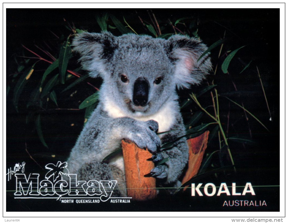 (PH 516) Australia  - Koala - Outback