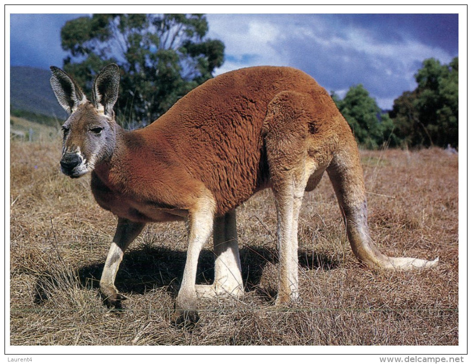 (PH 516) Australia  - Kangaroo - Outback