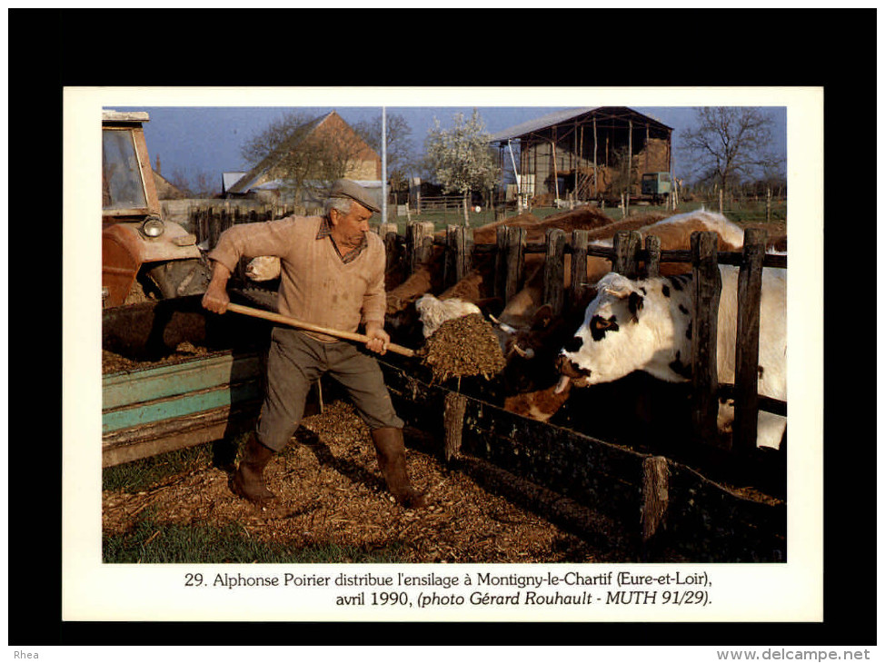 28 - MONTIGNY-LE-CHARTIF - Agriculture - Vache - Ensilage - 1990 - Autres & Non Classés