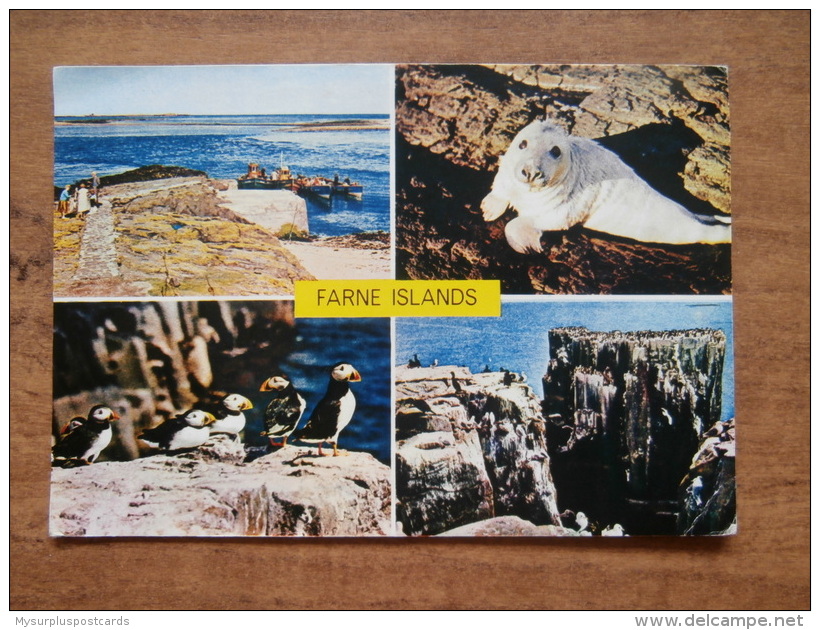 32935 PC: NORTHUMBERLAND:  Farne Islands.  A Property Of The National Trust. - Autres & Non Classés