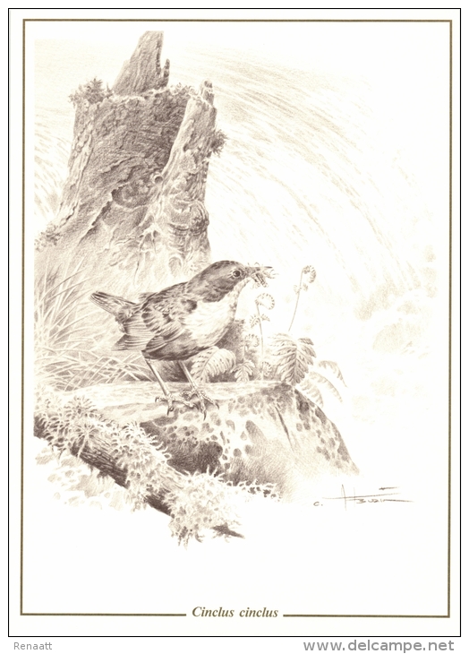 Belgium Reproduction On Carton Of Drawing By André Buzin, White-throated Dipper, Cincle Plongeur, Waterspreeuw - 1985-.. Uccelli (Buzin)