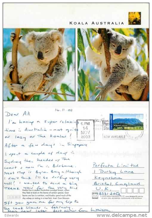 Koala Bear, Australia Postcard Used Posted To UK 2003 Stamp - Other & Unclassified