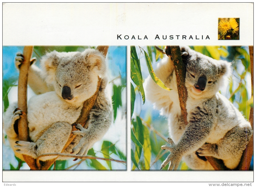 Koala Bear, Australia Postcard Used Posted To UK 2003 Stamp - Other & Unclassified