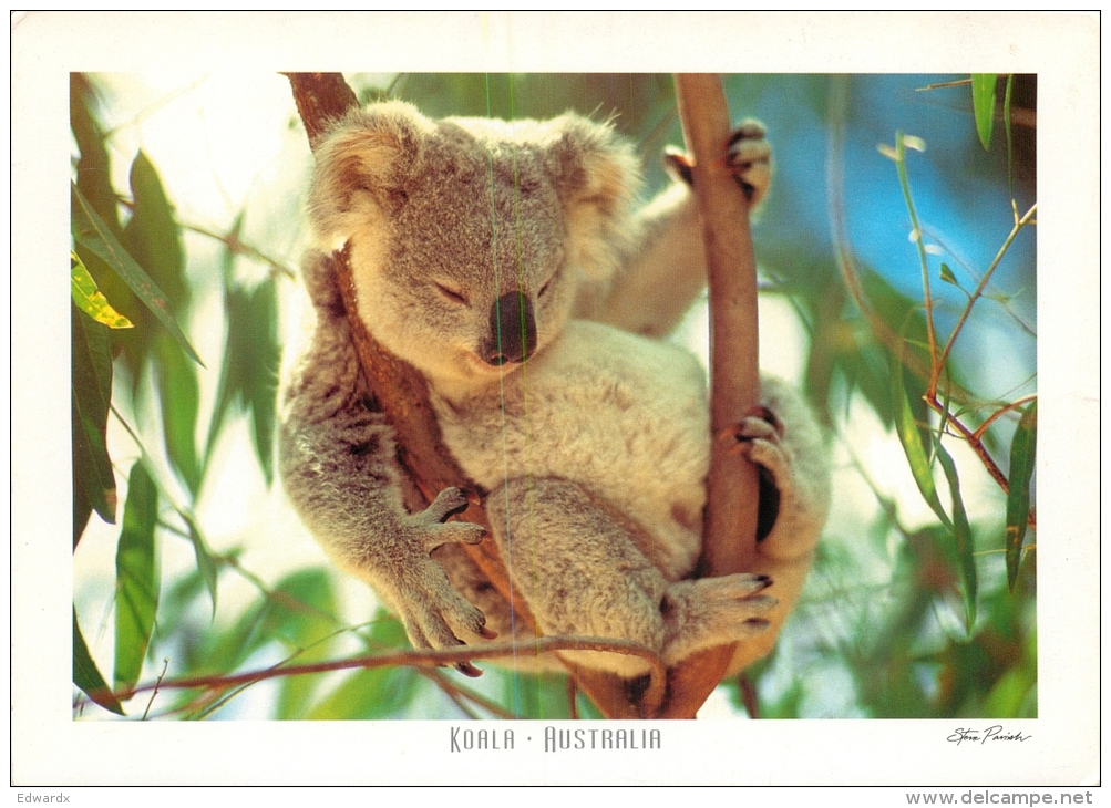 Koala Bear, Australia Postcard Used Posted To UK 2002 Gb Stamp - Other & Unclassified