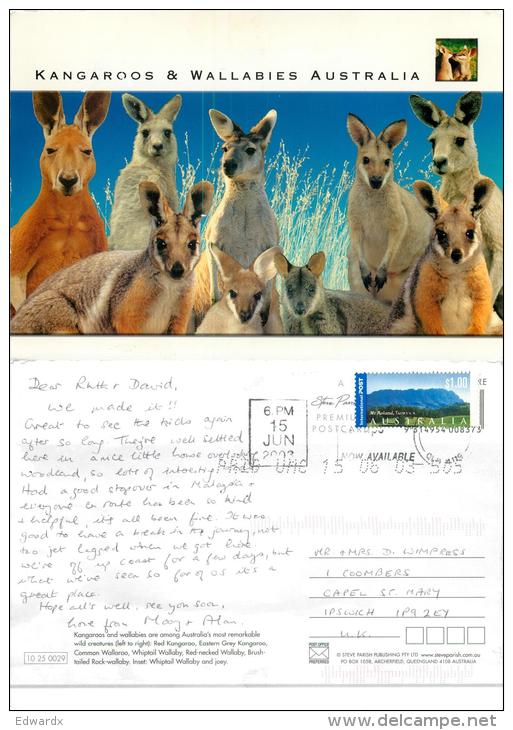 Kangaroos And Wallabies, Australia Postcard Used Posted To UK 2003 Stamp #1 - Other & Unclassified