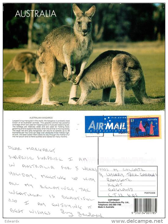 Kangaroo, Australia Postcard Used Posted To UK 2000 Nice Stamp - Other & Unclassified