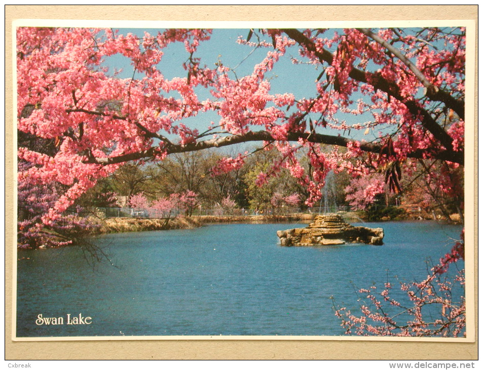 The Redbud, Oklahoma State Tree, Tulsa - Tulsa