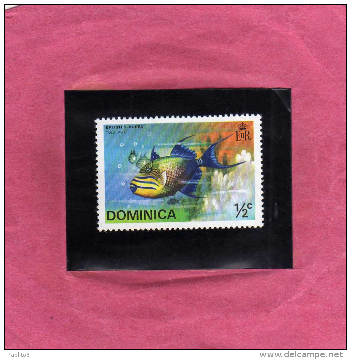 DOMINICA 1975 MARINE FAUNA FISHES OLD WIFE FISH PESCI PESCE  USED - Dominica (1978-...)