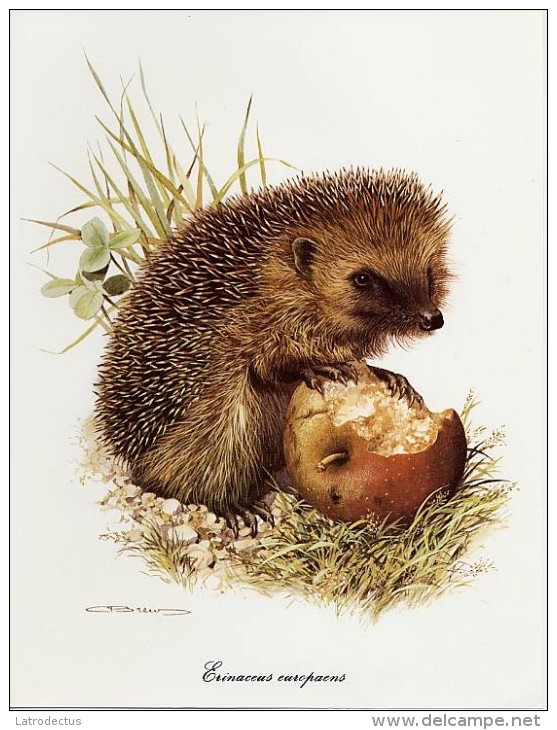 Picture (25.5 X 19.5 Cm, Higher Sending Cost) - Mammals - Erinaceus Europaens, Hedgehog, Hérisson Commun, Egel - Other & Unclassified