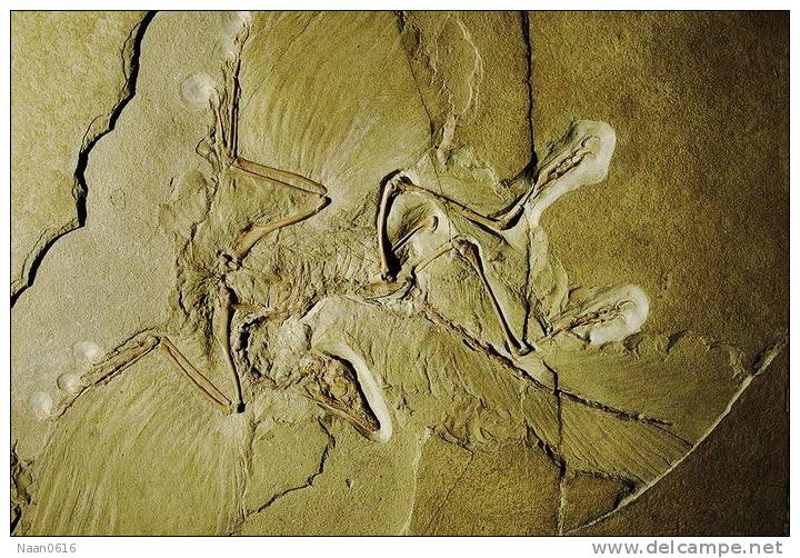 (NZ10-029  )   Archaeopteryx   Fossils  , Postal Stationery-Postsache F - Fossilien