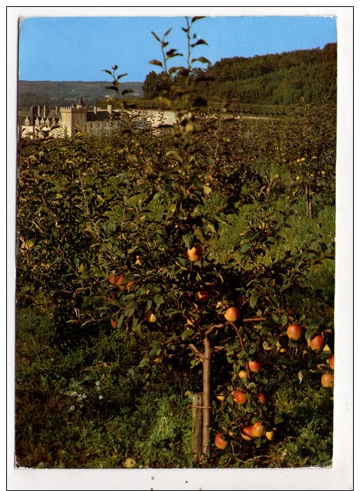 CP 10*15 CM/MM597/VILLANDRY LE CHATEAU ET LES JARDINS   LA COURONNE FRUITIERE RENAISSANCE 1993 - Autres & Non Classés