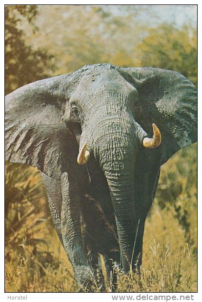 Rhodesia - Elephant - Nice Stamp - Simbabwe