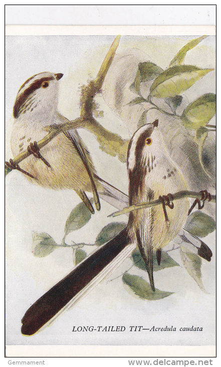 BIRD POSTCARD - LONG TAILED TIT. - Birds